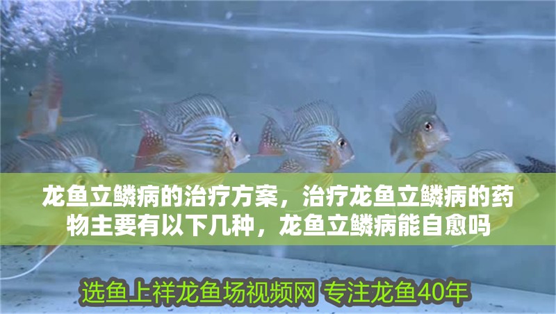龍魚(yú)立鱗病的治療方案，治療龍魚(yú)立鱗病的藥物主要有以下幾種，龍魚(yú)立鱗病能自愈嗎