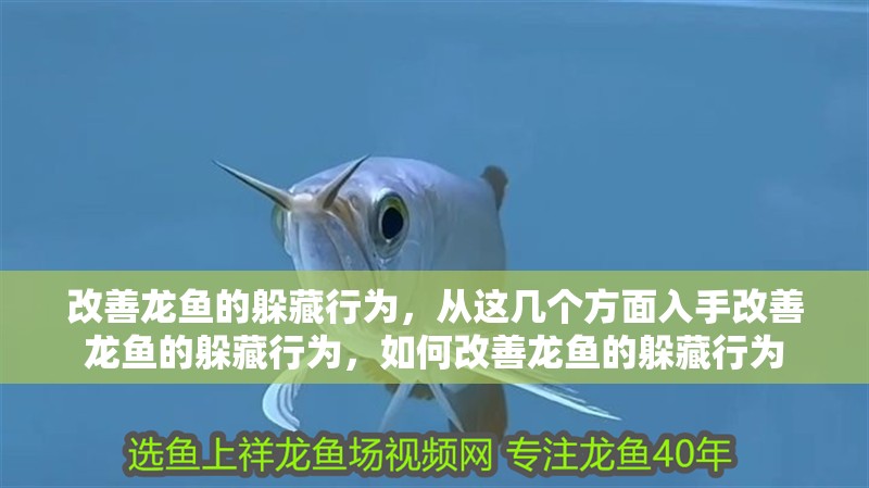 改善龍魚(yú)的躲藏行為，從這幾個(gè)方面入手改善龍魚(yú)的躲藏行為，如何改善龍魚(yú)的躲藏行為