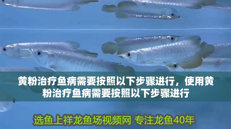 黃粉治療魚(yú)病需要按照以下步驟進(jìn)行，使用黃粉治療魚(yú)病需要按照以下步驟進(jìn)行