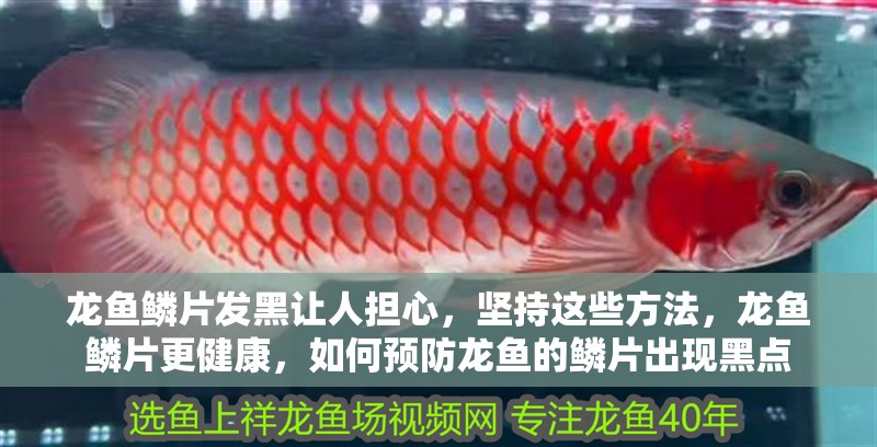 龍魚鱗片發黑讓人擔心，堅持這些方法，龍魚鱗片更健康，如何預防龍魚的鱗片出現黑點