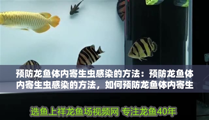 預防龍魚體內寄生蟲感染的方法：預防龍魚體內寄生蟲感染的方法，如何預防龍魚體內寄生蟲感染