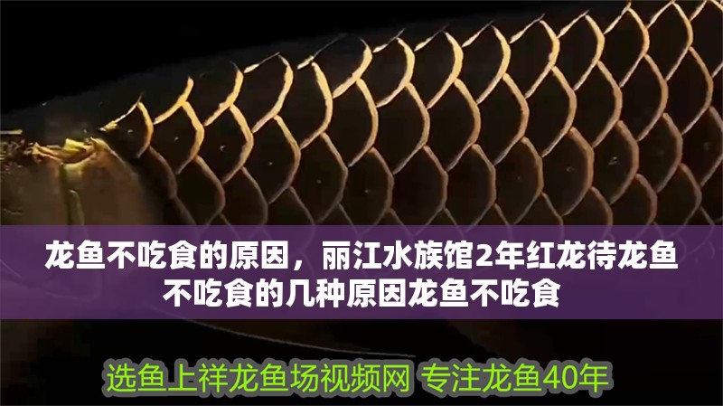 龍魚不吃食的原因，麗江水族館2年紅龍待龍魚不吃食的幾種原因龍魚不吃食