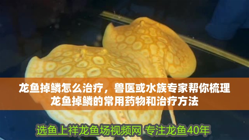 龍魚掉鱗怎么治療，獸醫或水族專家幫你梳理龍魚掉鱗的常用藥物和治療方法