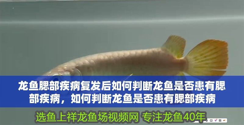 龍魚腮部疾病復發后如何判斷龍魚是否患有腮部疾病，如何判斷龍魚是否患有腮部疾病