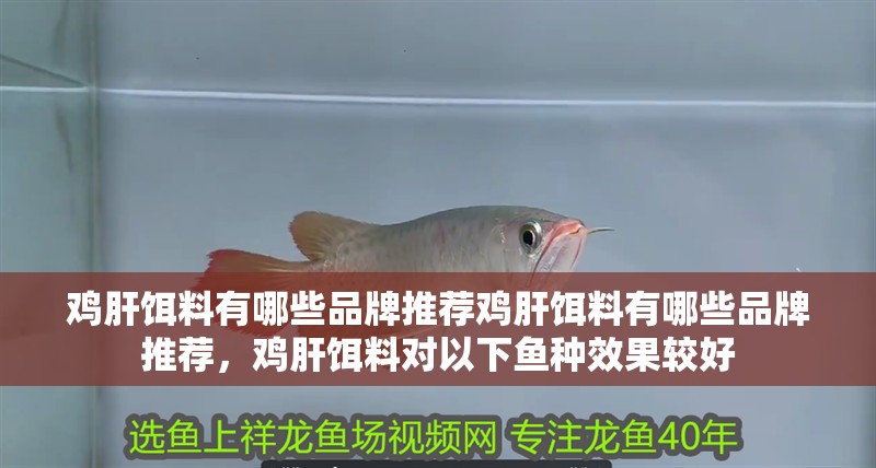 雞肝餌料有哪些品牌推薦雞肝餌料有哪些品牌推薦，雞肝餌料對以下魚種效果較好