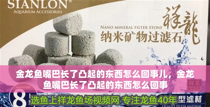 金龍魚嘴巴長了凸起的東西怎么回事兒，金龍魚嘴巴長了凸起的東西怎么回事