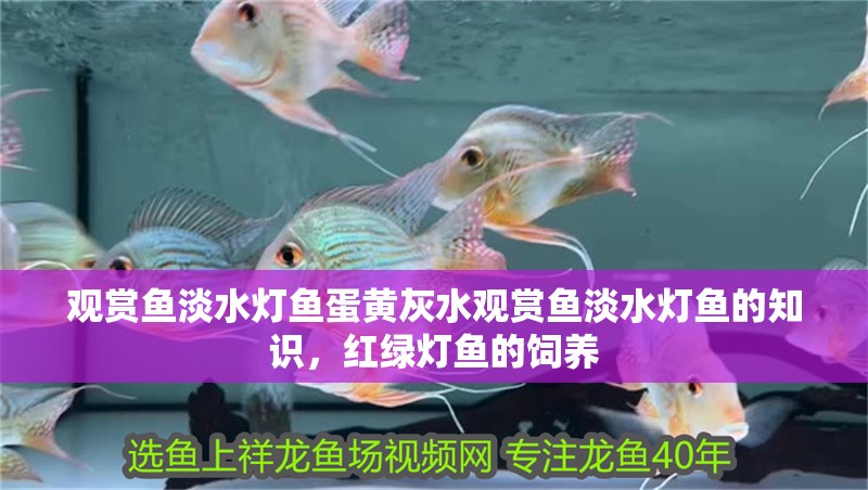 觀賞魚淡水燈魚蛋黃灰水觀賞魚淡水燈魚的知識，紅綠燈魚的飼養(yǎng)