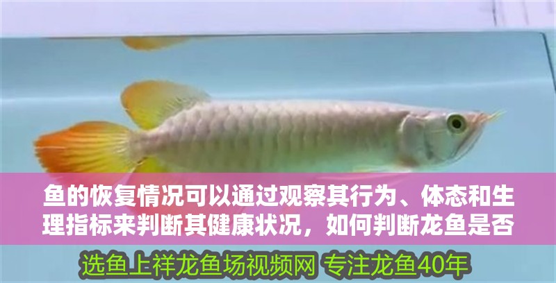 魚的恢復(fù)情況可以通過觀察其行為、體態(tài)和生理指標(biāo)來判斷其健康狀況，如何判斷龍魚是否恢復(fù)