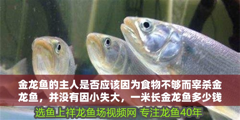 金龍魚的主人是否應該因為食物不夠而宰殺金龍魚，并沒有因小失大，一米長金龍魚多少錢一條圖片和一米長金龍魚多少錢一條圖片