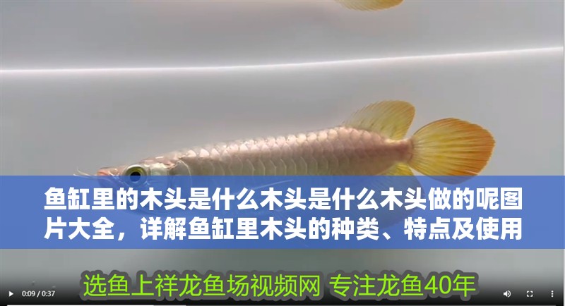 魚缸里的木頭是什么木頭是什么木頭做的呢圖片大全，詳解魚缸里木頭的種類、特點及使用方法