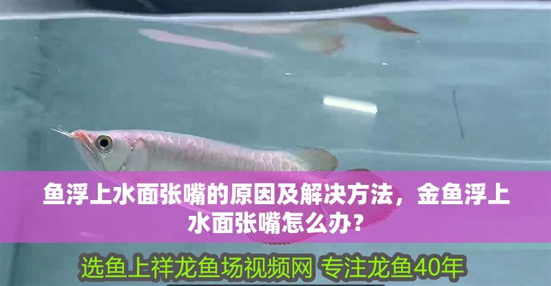 魚浮上水面張嘴的原因及解決方法，金魚浮上水面張嘴怎么辦？