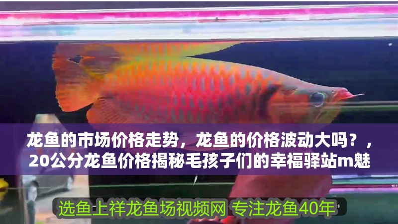 龍魚的市場價格走勢，龍魚的價格波動大嗎？，20公分龍魚價格揭秘毛孩子們的幸福驛站m魅源衣閣