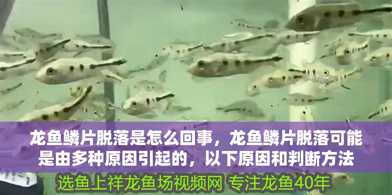 龍魚鱗片脫落是怎么回事，龍魚鱗片脫落可能是由多種原因引起的，以下原因和判斷方法