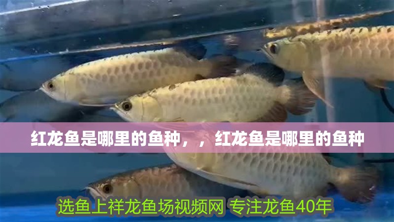 紅龍魚是哪里的魚種，，紅龍魚是哪里的魚種 紅龍魚是哪里的魚種，，紅龍魚是哪里的魚種 觀賞魚百科