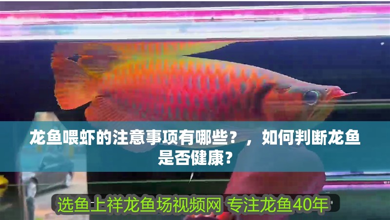 龍魚喂蝦的注意事項有哪些？，如何判斷龍魚是否健康？