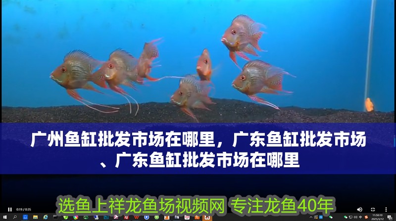 廣州魚缸批發市場在哪里，廣東魚缸批發市場、廣東魚缸批發市場在哪里