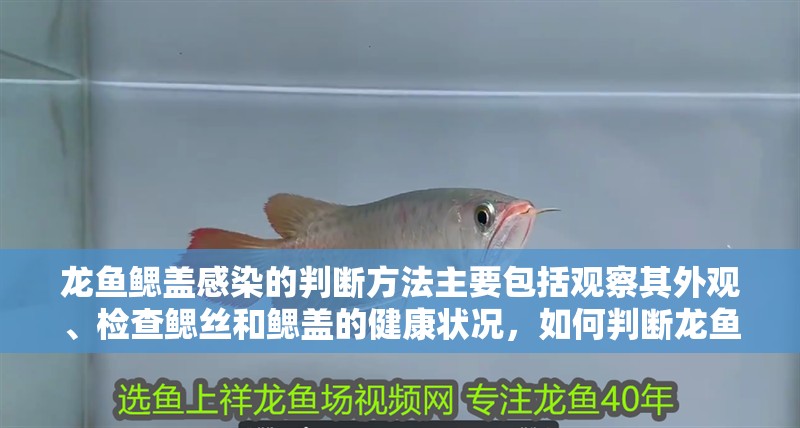 龍魚鰓蓋感染的判斷方法主要包括觀察其外觀、檢查鰓絲和鰓蓋的健康狀況，如何判斷龍魚鰓蓋感染