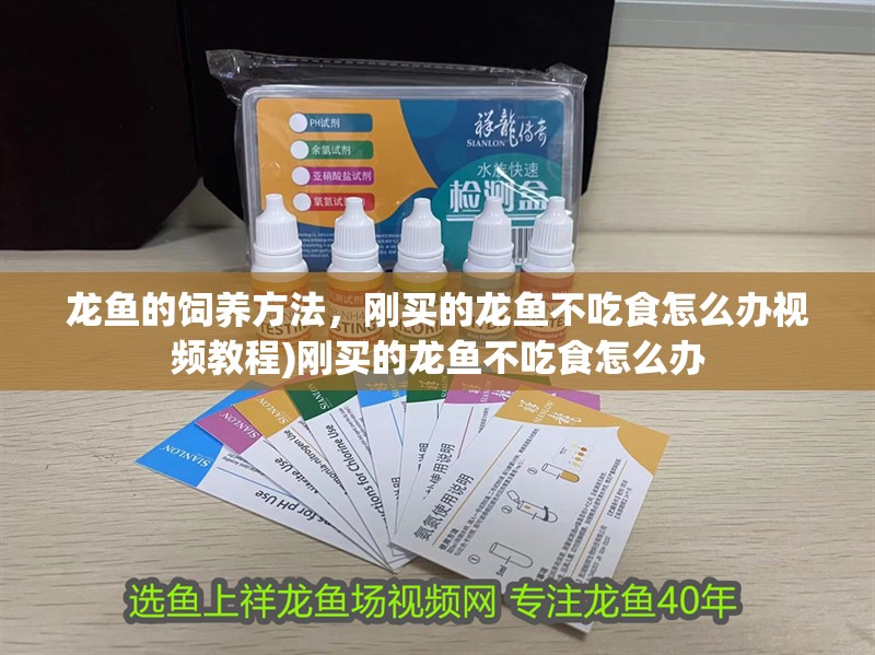 龍魚的飼養方法，剛買的龍魚不吃食怎么辦視頻教程)剛買的龍魚不吃食怎么辦