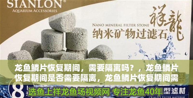 龍魚鱗片恢復期間，需要隔離嗎？，龍魚鱗片恢復期間是否需要隔離，龍魚鱗片恢復期間需要隔離嗎