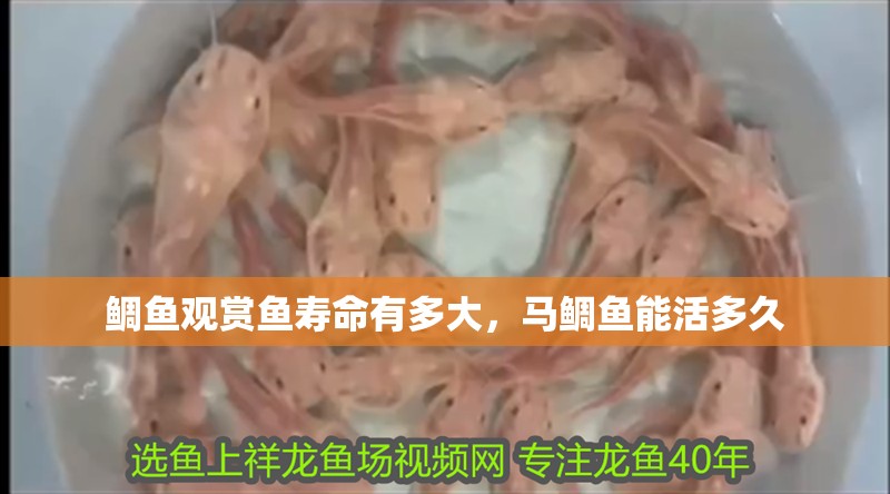 鯛魚觀賞魚壽命有多大，馬鯛魚能活多久