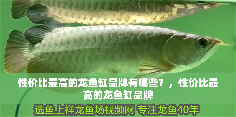 性價(jià)比最高的龍魚缸品牌有哪些？，性價(jià)比最高的龍魚缸品牌