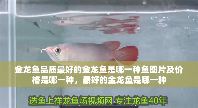 金龍魚品質最好的金龍魚是哪一種魚圖片及價格是哪一種，最好的金龍魚是哪一種