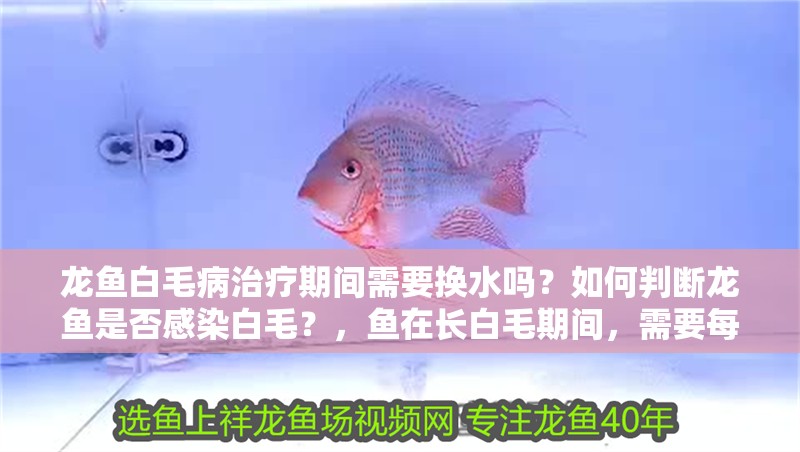 龍魚白毛病治療期間需要換水嗎？如何判斷龍魚是否感染白毛？，魚在長白毛期間，需要每2-3天更換一次水