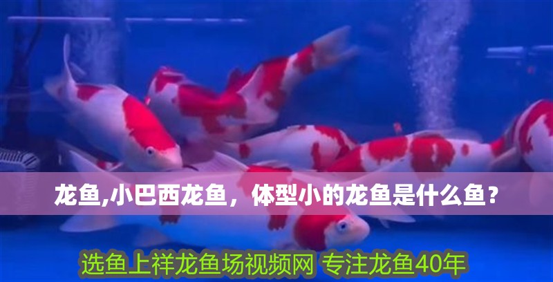 龍魚,小巴西龍魚，體型小的龍魚是什么魚？