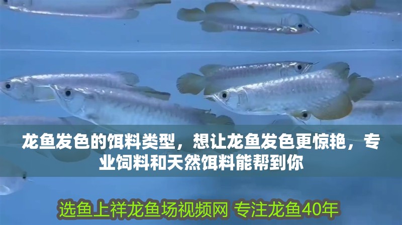 龍魚發色的餌料類型，想讓龍魚發色更驚艷，專業飼料和天然餌料能幫到你