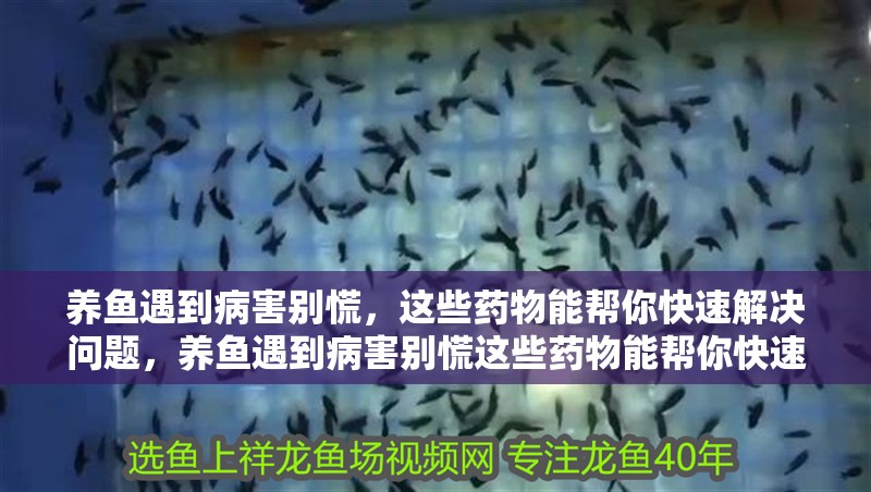 養魚遇到病害別慌，這些藥物能幫你快速解決問題，養魚遇到病害別慌這些藥物能幫你快速解決問題