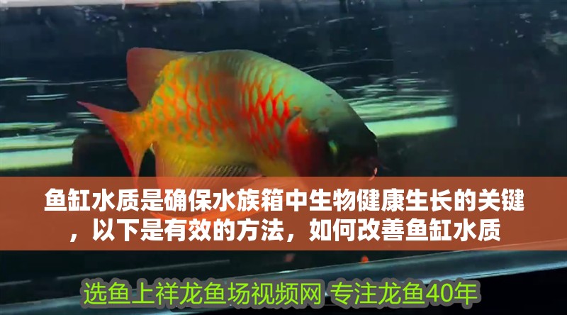 魚缸水質是確保水族箱中生物健康生長的關鍵，以下是有效的方法，如何改善魚缸水質