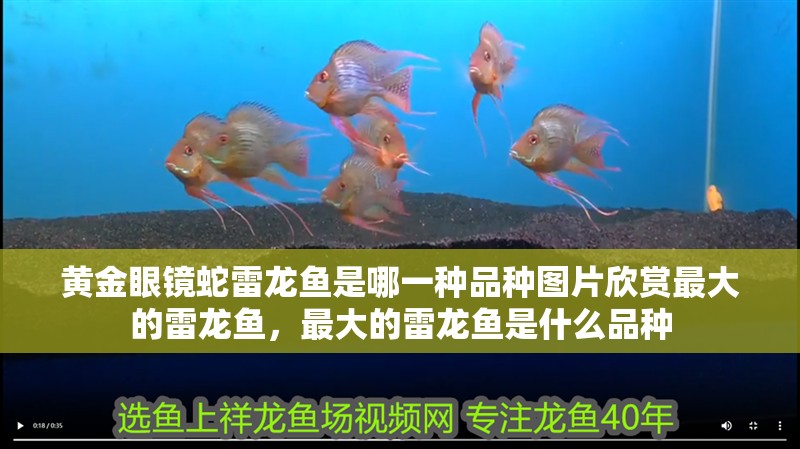 黃金眼鏡蛇雷龍魚是哪一種品種圖片欣賞最大的雷龍魚，最大的雷龍魚是什么品種