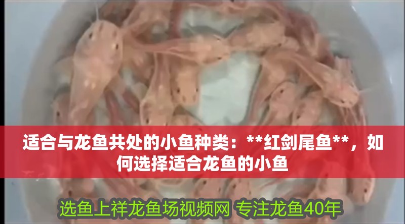 適合與龍魚共處的小魚種類：**紅劍尾魚**，如何選擇適合龍魚的小魚 適合與龍魚共處的小魚種類：**紅劍尾魚**，如何選擇適合龍魚的小魚 龍魚百科