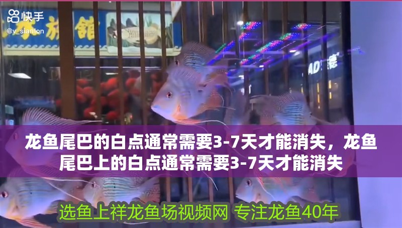 龍魚尾巴的白點通常需要3-7天才能消失，龍魚尾巴上的白點通常需要3-7天才能消失