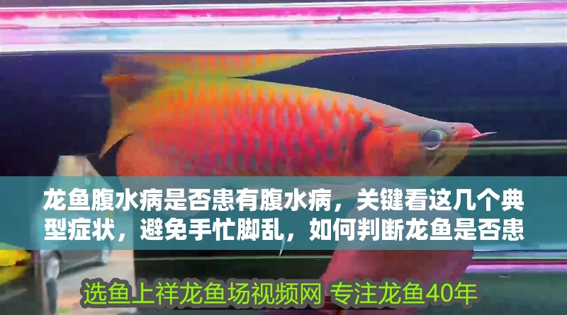 龍魚腹水病是否患有腹水病，關鍵看這幾個典型癥狀，避免手忙腳亂，如何判斷龍魚是否患有腹水病