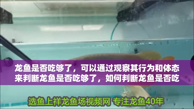 龍魚是否吃夠了，可以通過觀察其行為和體態來判斷龍魚是否吃夠了，如何判斷龍魚是否吃夠了