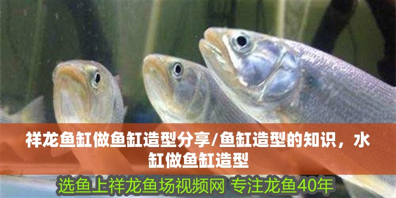 祥龍魚缸做魚缸造型分享/魚缸造型的知識，水缸做魚缸造型