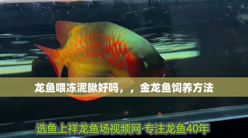 龍魚喂凍泥鰍好嗎，，金龍魚飼養方法