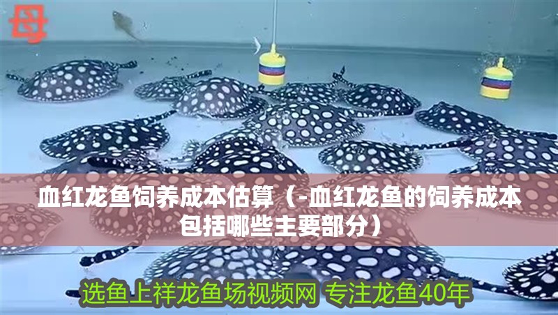 血紅龍魚飼養成本估算（-血紅龍魚的飼養成本包括哪些主要部分）