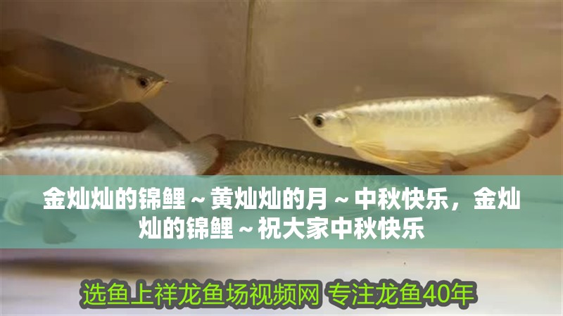 金燦燦的錦鯉～黃燦燦的月～中秋快樂，金燦燦的錦鯉～祝大家中秋快樂