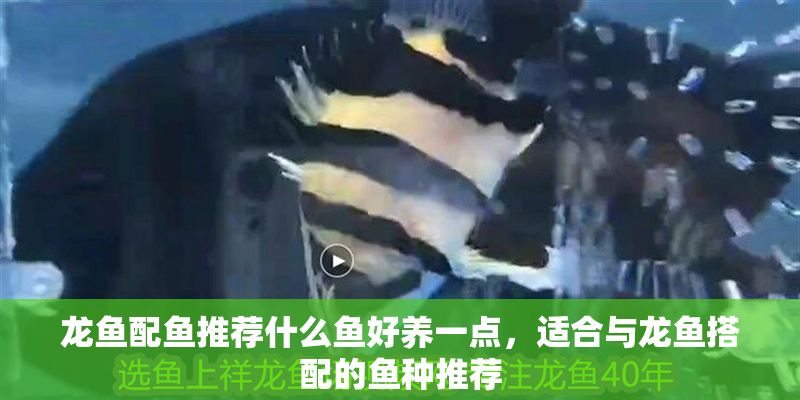 龍魚配魚推薦什么魚好養一點，適合與龍魚搭配的魚種推薦 龍魚配魚推薦什么魚好養一點，適合與龍魚搭配的魚種推薦 龍魚百科 第2張