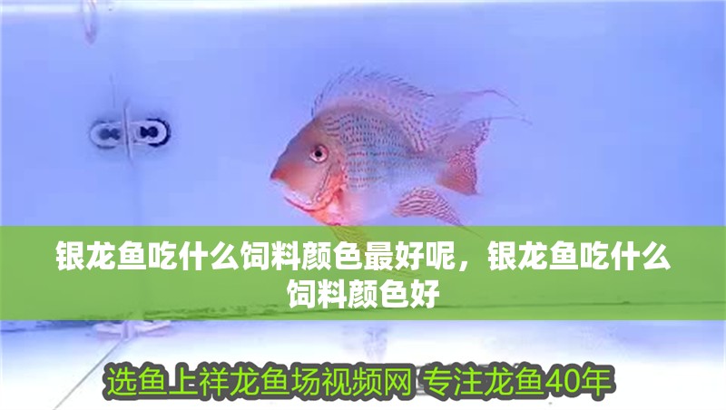 銀龍魚吃什么飼料顏色最好呢，銀龍魚吃什么飼料顏色好