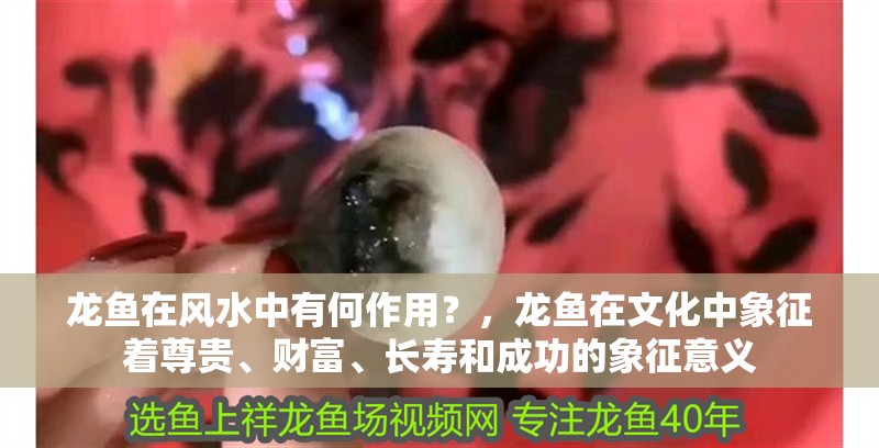 龍魚在風水中有何作用？，龍魚在文化中象征著尊貴、財富、長壽和成功的象征意義