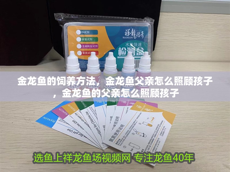 金龍魚的飼養方法，金龍魚父親怎么照顧孩子，金龍魚的父親怎么照顧孩子