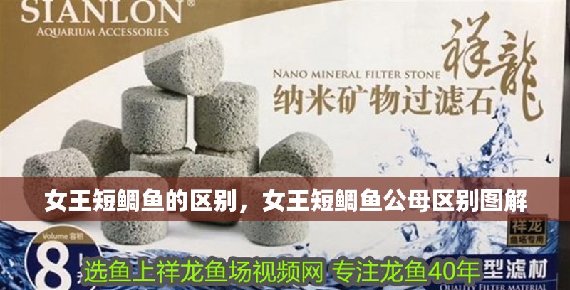 女王短鯛魚的區(qū)別，女王短鯛魚公母區(qū)別圖解