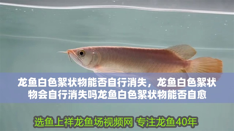 龍魚(yú)白色絮狀物能否自行消失，龍魚(yú)白色絮狀物會(huì)自行消失嗎龍魚(yú)白色絮狀物能否自愈