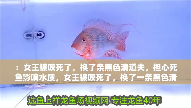 ：女王被咬死了，換了條黑色清道夫，擔心死魚影響水質，女王被咬死了，換了一條黑色清道夫
