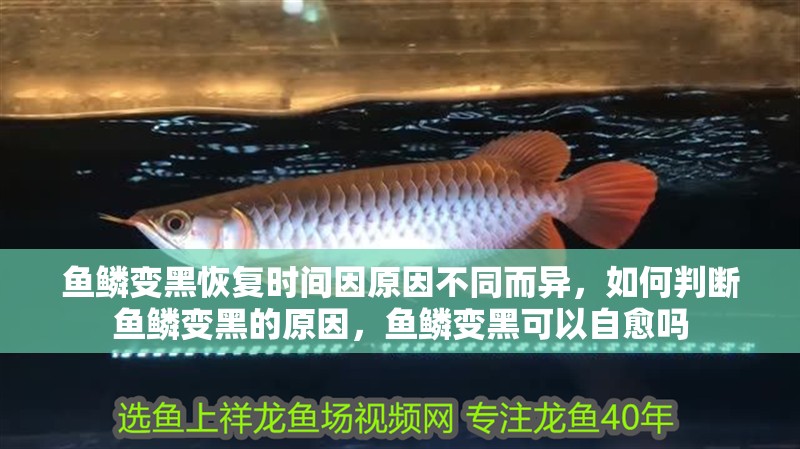 魚鱗變黑恢復時間因原因不同而異，如何判斷魚鱗變黑的原因，魚鱗變黑可以自愈嗎