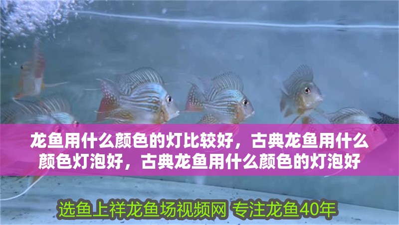 龍魚用什么顏色的燈比較好，古典龍魚用什么顏色燈泡好，古典龍魚用什么顏色的燈泡好