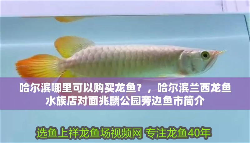 哈爾濱哪里可以購買龍魚？，哈爾濱蘭西龍魚水族店對面兆麟公園旁邊魚市簡介